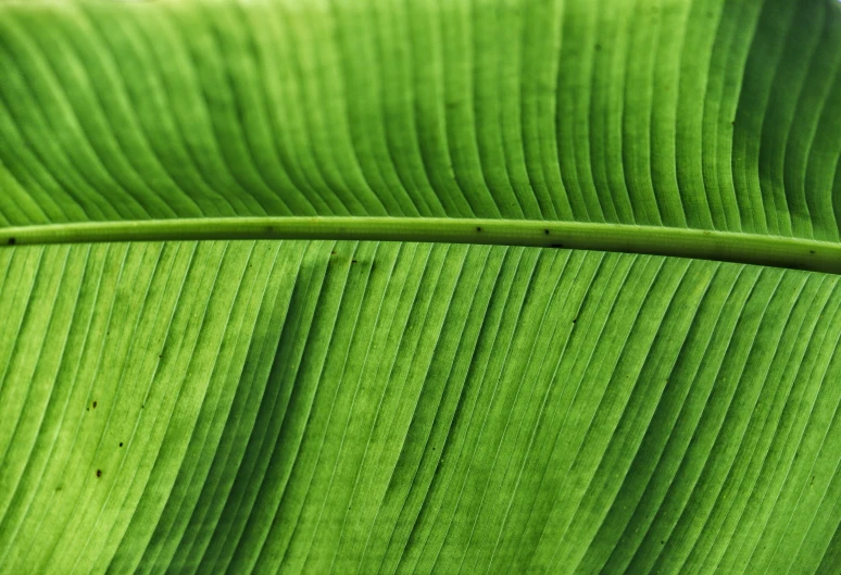 the green leaves of a banana plant are turned diagonal to form a stripe
