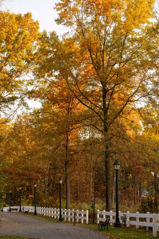 a white fence next to trees with bright orange leaves