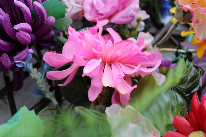 a plant filled with lots of different colored flowers