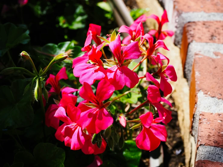 close up of pink flowers growing out of red bricks