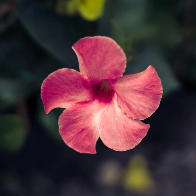 the pink flower is just blooming on the plant