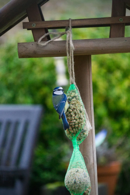 a bird perched on top of a green bag