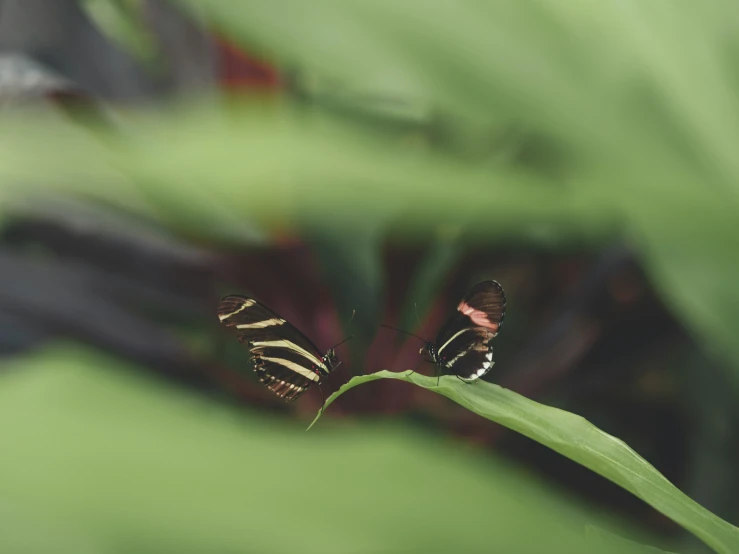 two erflies are sitting on some leaves