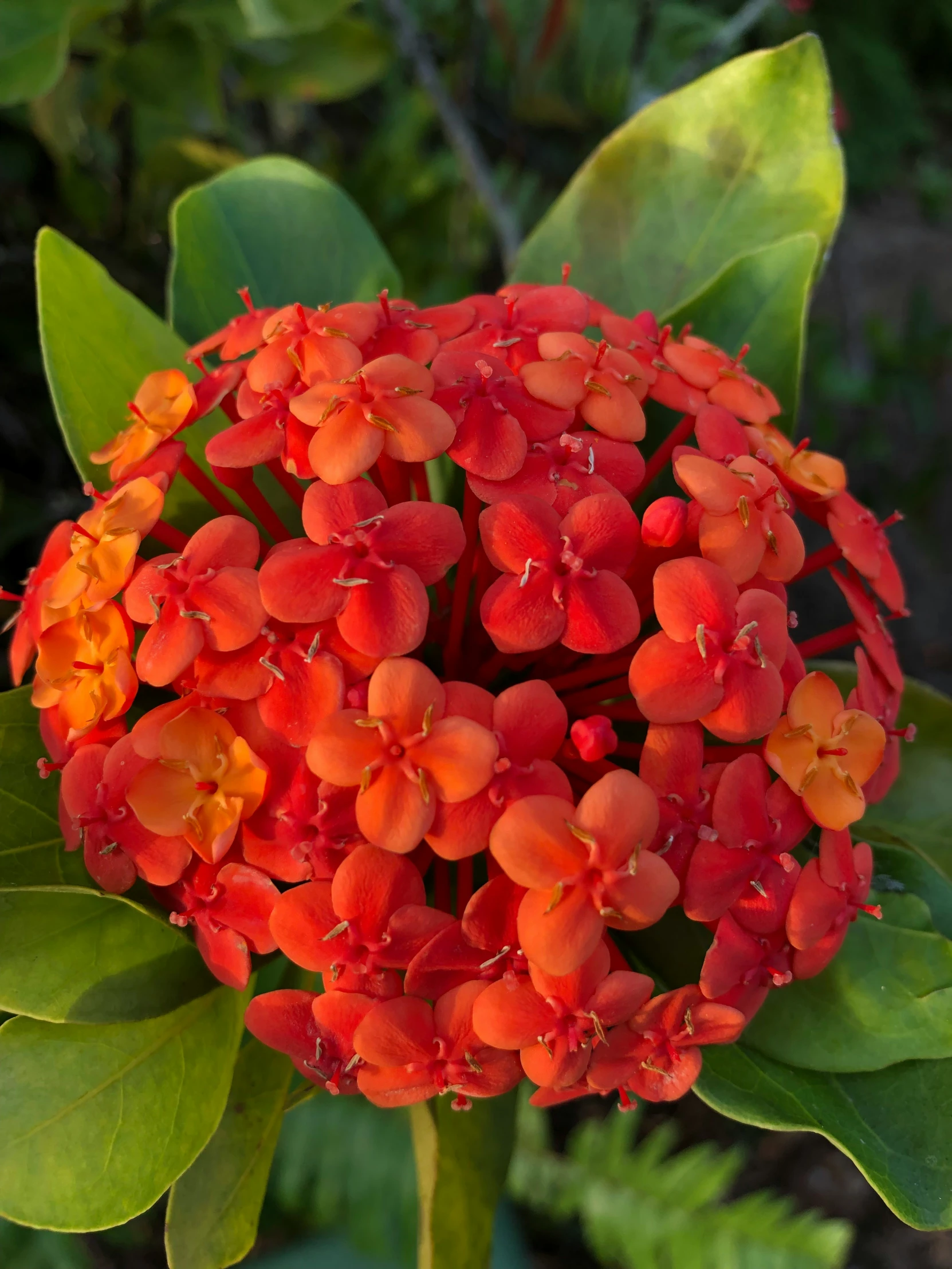 a red flower surrounded by green leaves in the sunlight