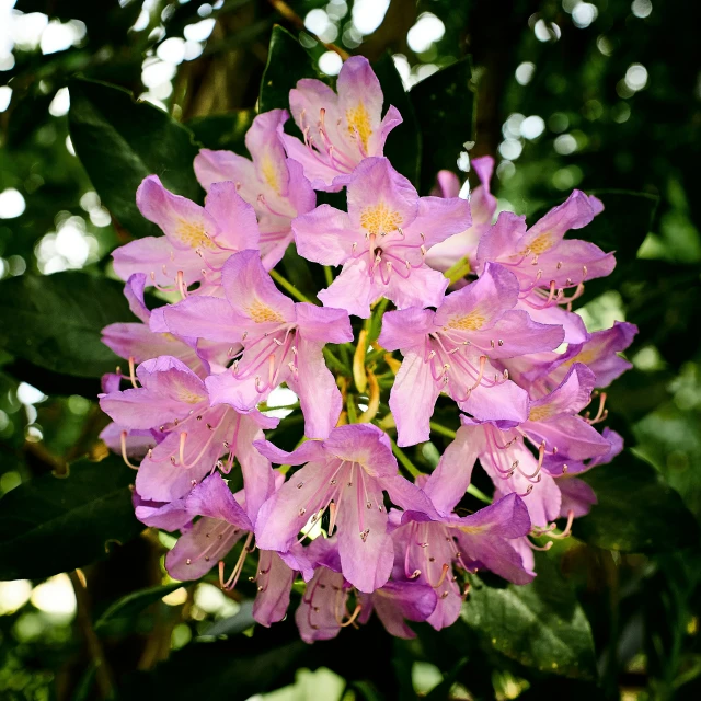 several purple flowers with leaves hanging from them