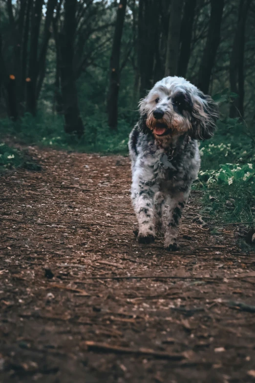 a dog is walking down a dirt road