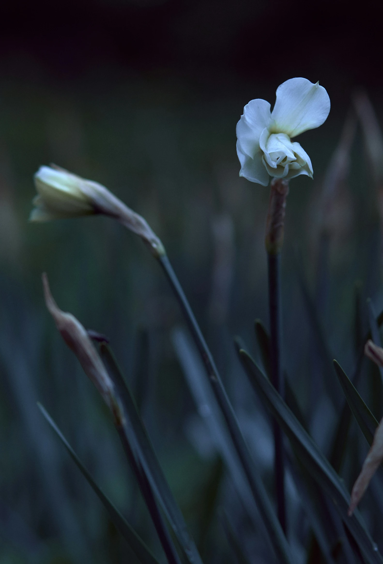 a white flower on top of a plant next to tall grass