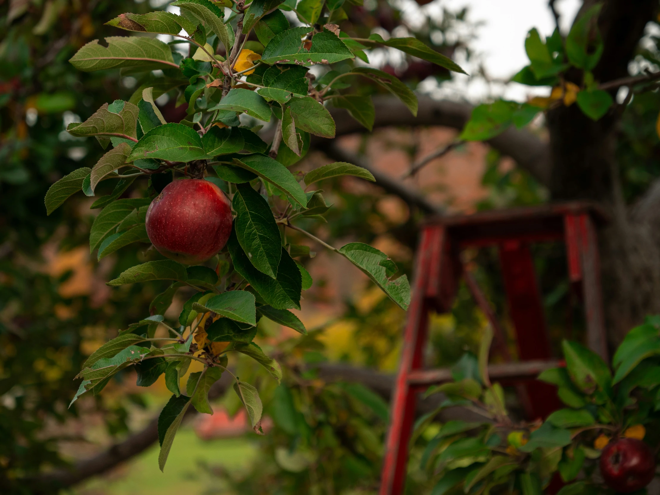 an apple tree nch with ripe, green apples on it