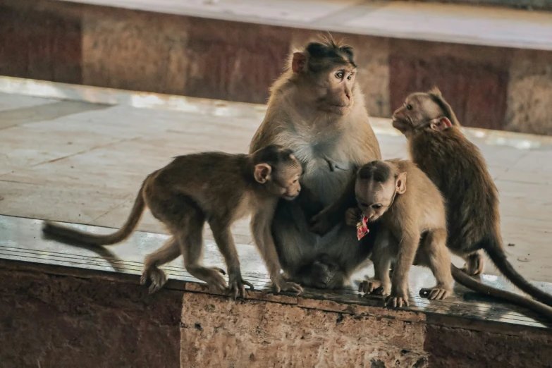 a group of monkeys standing on top of a counter