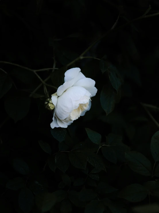 a single white rose with green leaves