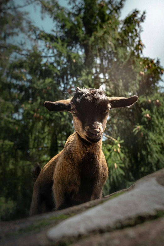 a goat sitting on the side of a rock