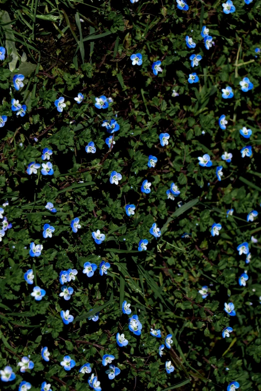 blue and white flowers blooming along the edge of a green wall