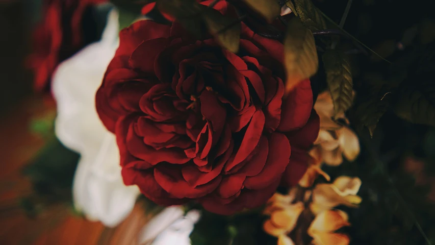 a large red rose is pictured close up