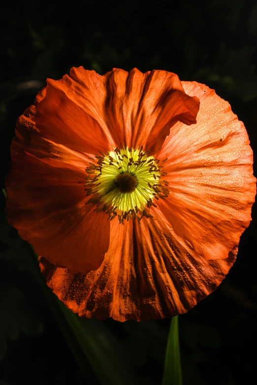 a big orange flower sitting in the dark