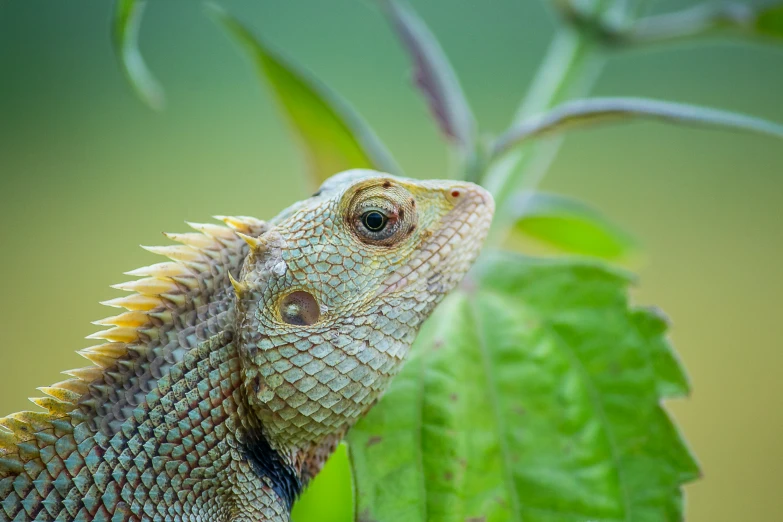 the green lizard is perched on the leaf of a plant