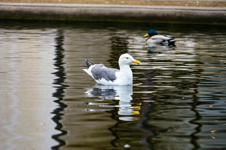 some ducks floating in water one is grey white and black