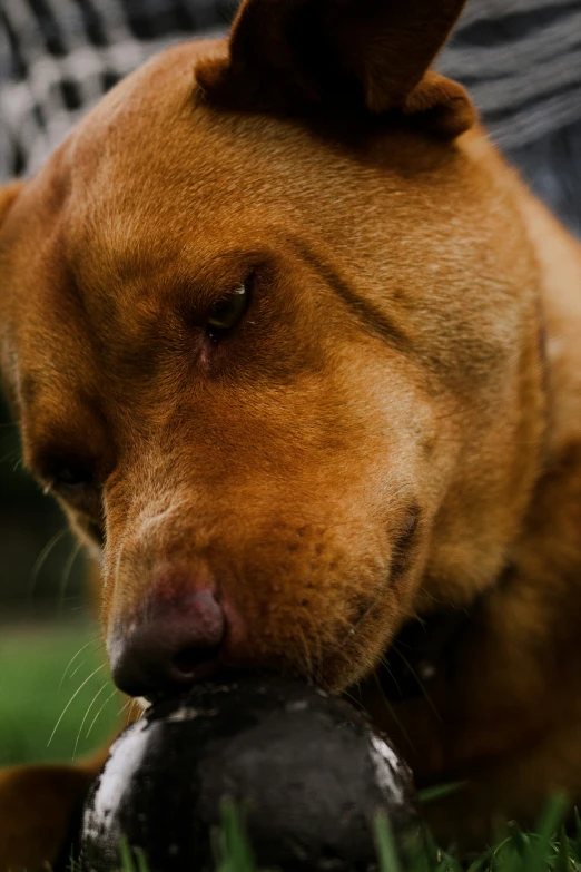 a dog lays on the grass with its head on a ball