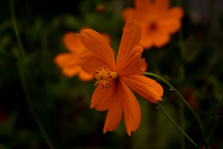 a bright orange flower is pographed in the foreground