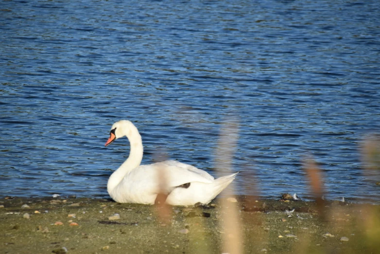 a single swan is resting in a lake