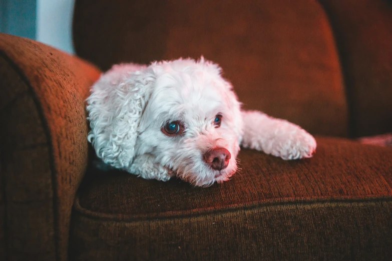 a white poodle laying on top of a brown couch