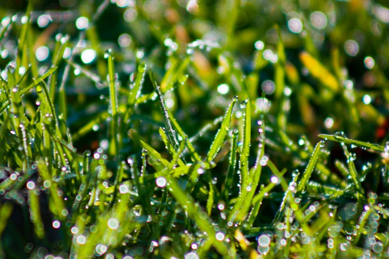 drops of rain sitting on grass with the focus on the green