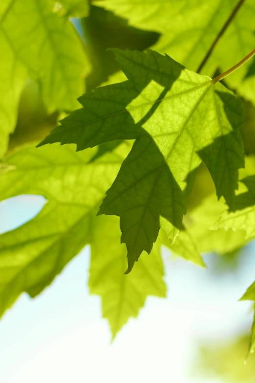 the leaves of a tree are glowing on a sunny day