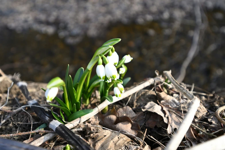 small white flowers growing out of a dirt floor