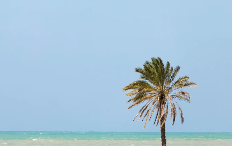 a lone palm tree on a beach with the blue sky