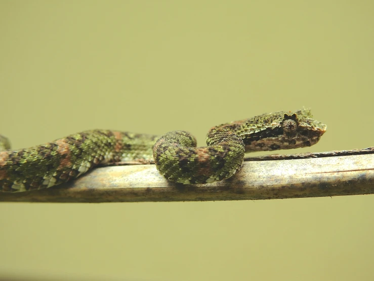 a close up of an animal on a table