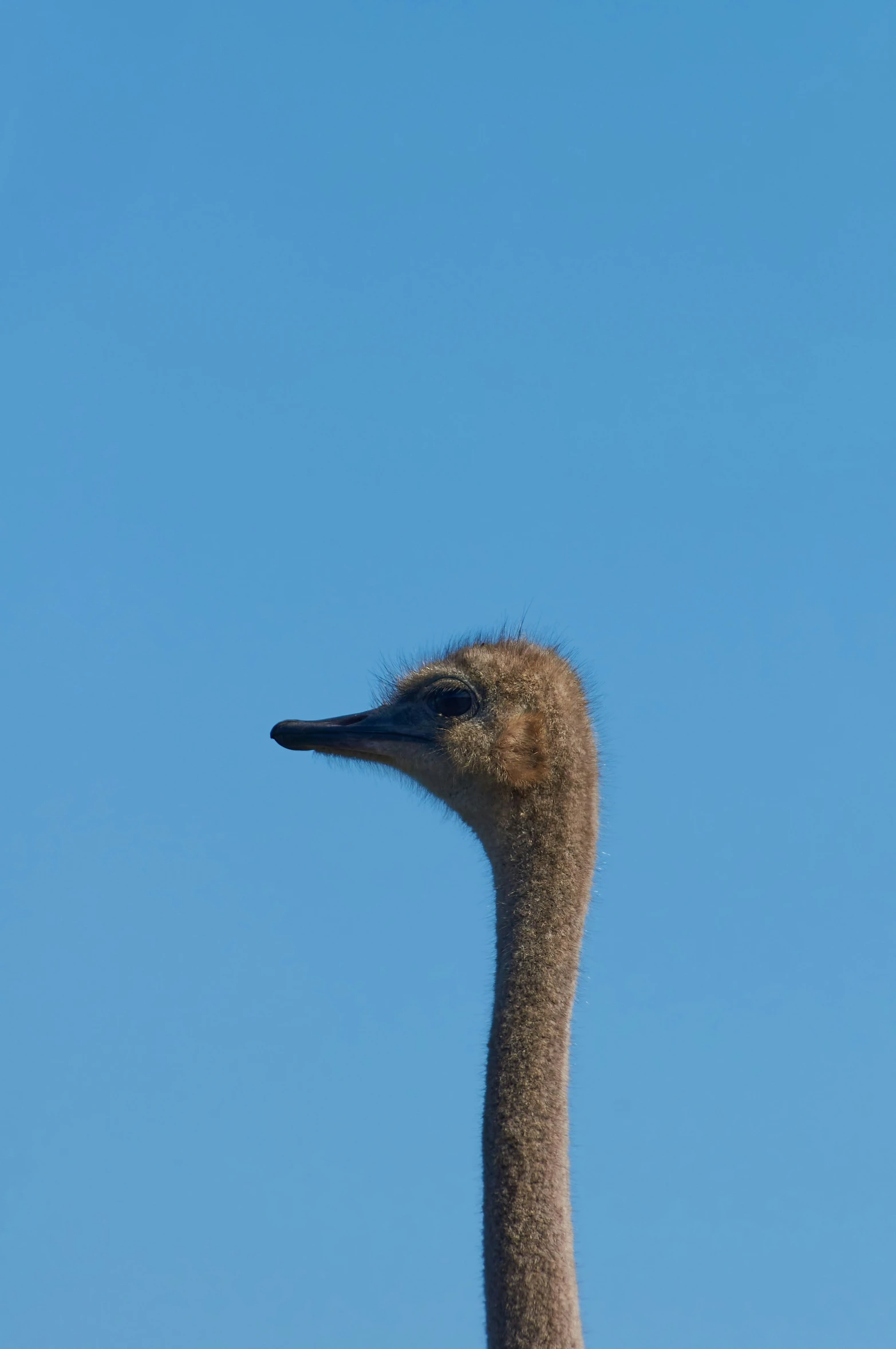 the head and neck of an emu against a blue sky