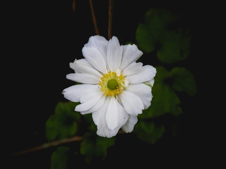 white flower with a yellow center and large leaves