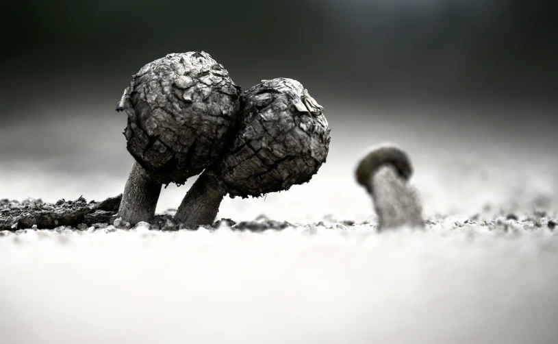 two mushrooms in the snow and one of them is covered in moss