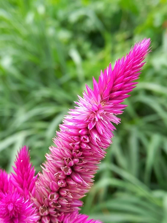 the pink flower is blooming at the end of its life