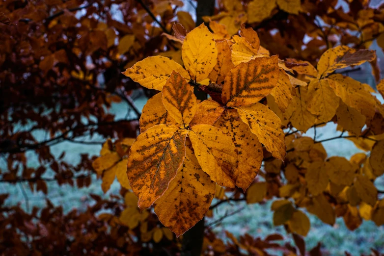 an orange leaves on a tree in the fall