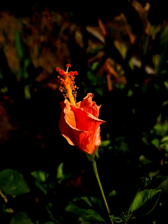 a single red and yellow flower standing in a field