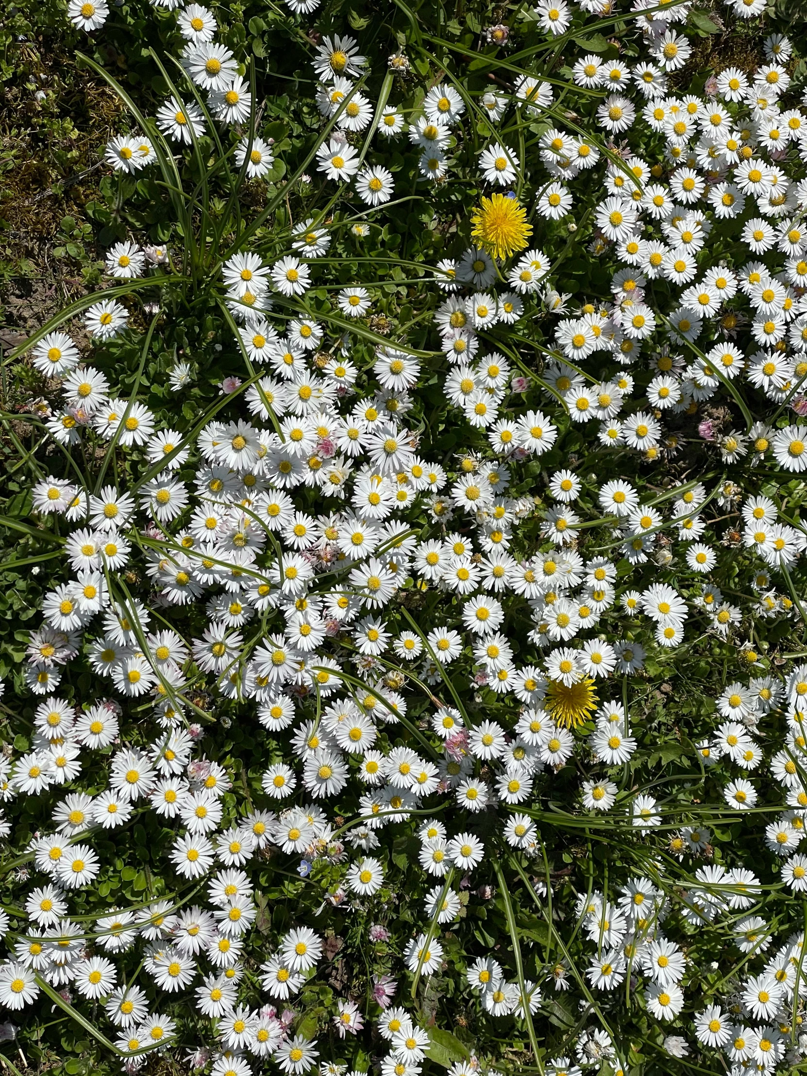 large number of white flowers in a garden