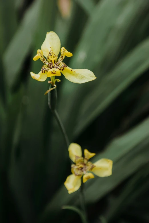 the flowers are blooming near many tall grasses