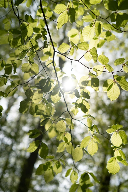 some green leaves and trees are growing together