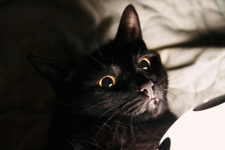 a cat looks up at the camera while lying in bed