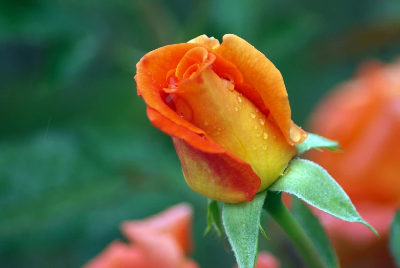 the flower is yellow and orange with water droplets on it