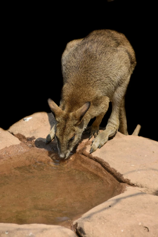 a small animal stands on some rocks drinking