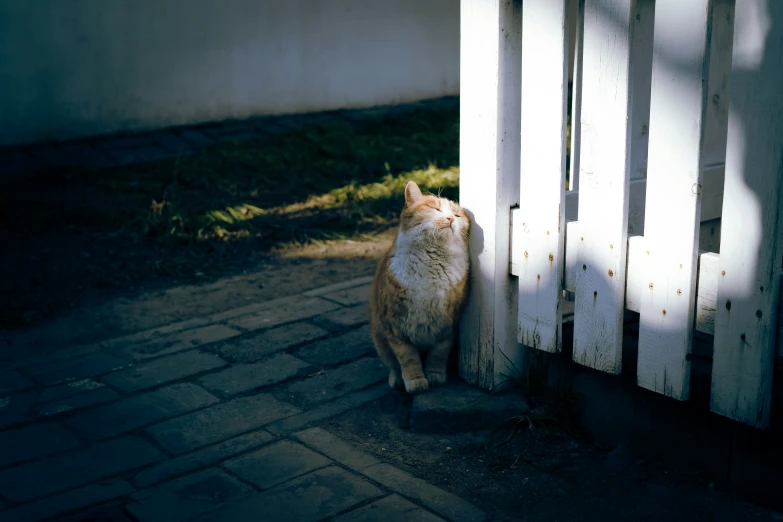 a cat that is sitting down in the sun