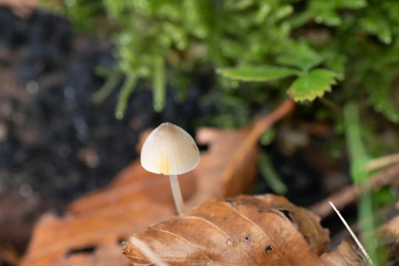 the mushrooms are growing on the leaves on the ground