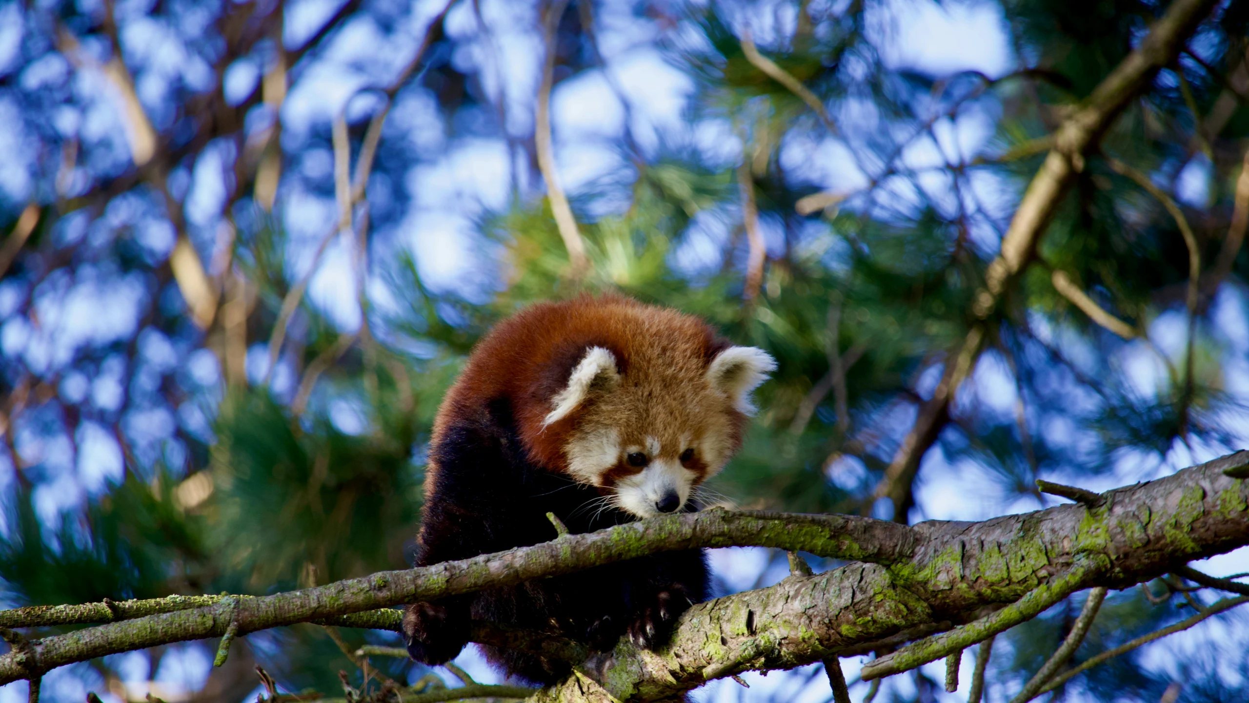 a cub sits on the nches of a pine tree