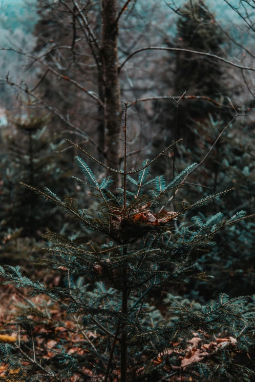 a bird house perched in the top of a pine tree