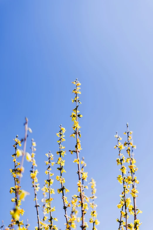 a lot of flowers that are yellow against a blue sky