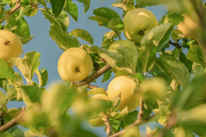 several yellow apples still on their tree nches