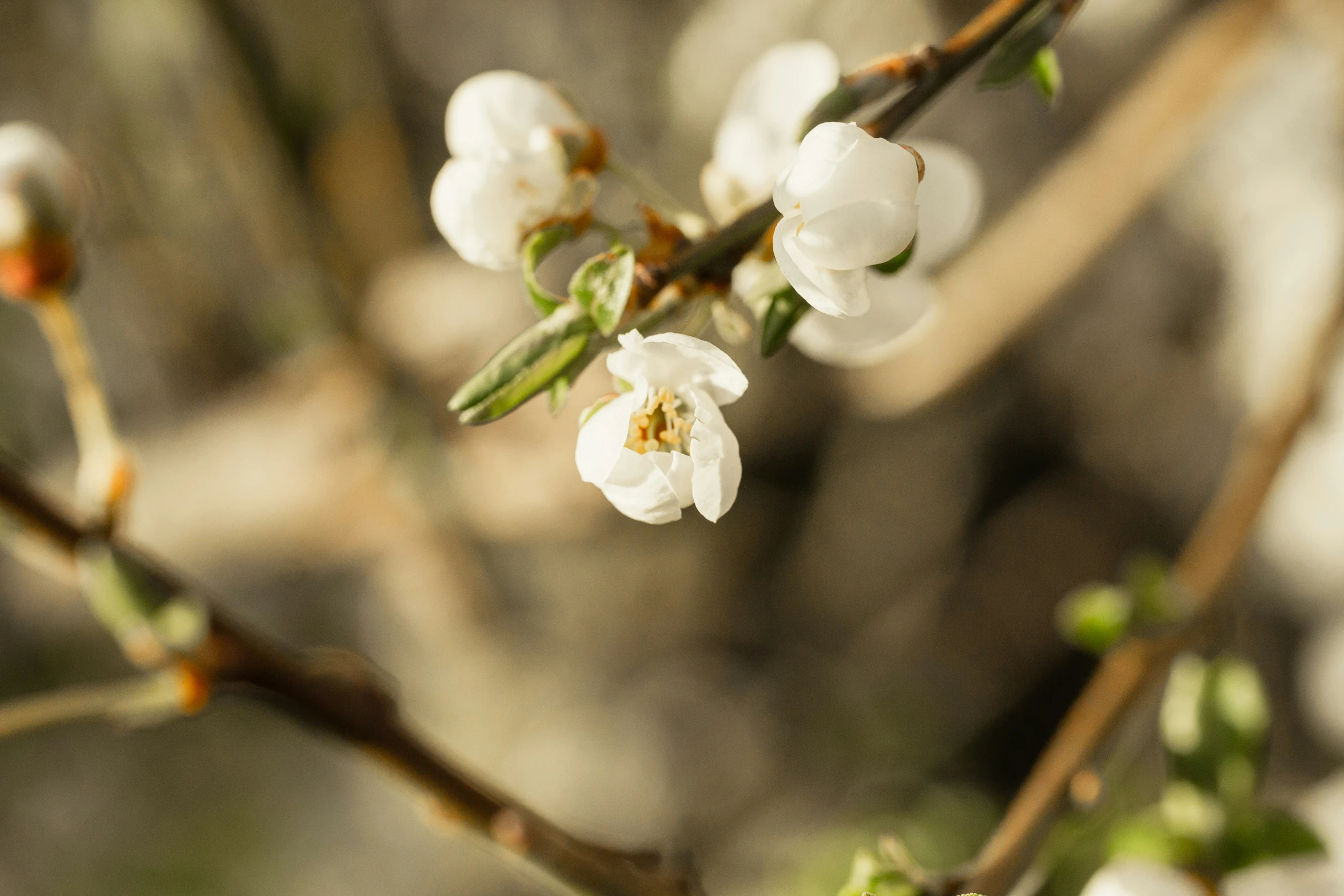 the nches of white flowers bloom in spring