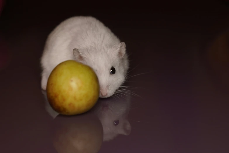 a small white mouse standing in front of an apple