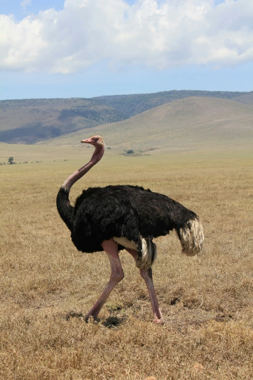 a large bird walking on the grass in the middle of an open field